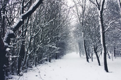 白雪覆盖的无叶树